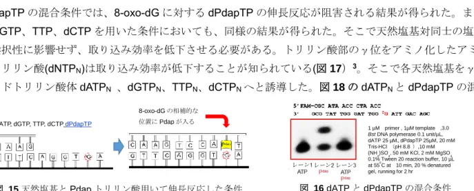 図  15 天然塩基と Pdap トリリン酸用いて伸長反応した条件 
