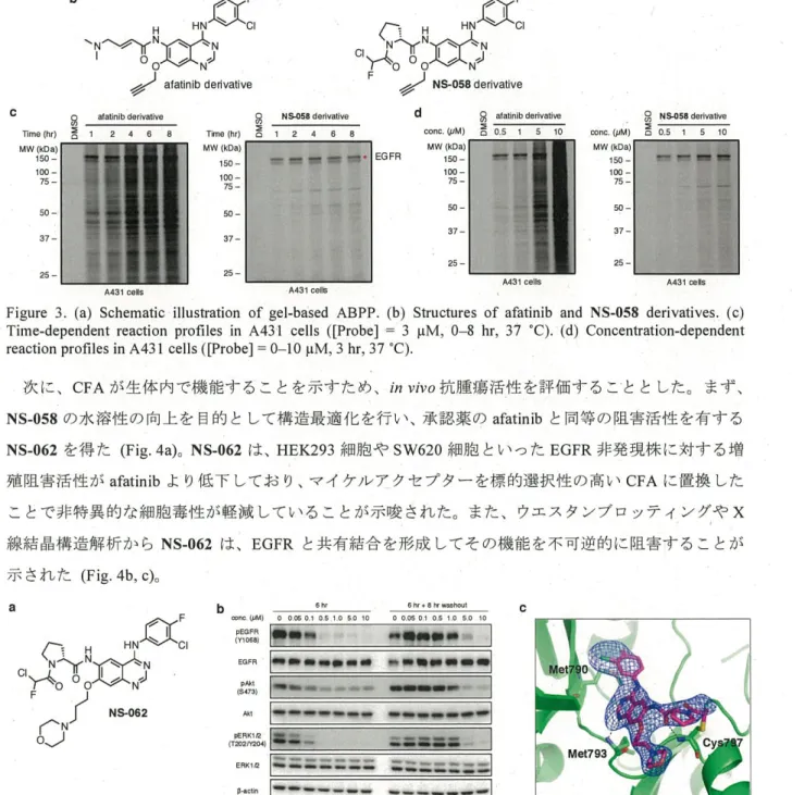 Figure 4 . (a) The  structure of  NS-062.  (b)  Western  blot analysis ofEGFR s ignaling pathway in Hl 975 cells treated  with  NS-062