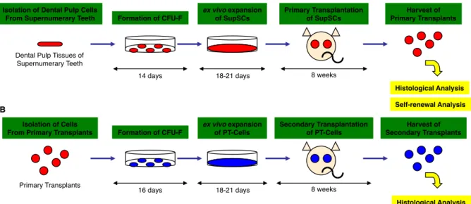 図 3-2.  in  vivo 組織再生実験の概略図(A):  in  vivo 組織再生能の解析方法。培養した SupSC (4 10 6 )  を HA/TCP キャリアー  (40 mg)とともに免疫不全マウスの皮下に移 植（一次移植）した。移植 8 週後移植体を採取し、組織学的解析に供した。 (B):  自己 複製能の解析方法。一次移植体より細胞を単離し、CFU-F を形成させた。CFU-F を 増殖培養させ、一次移植と同様に皮下移植を遂行した。移植 8 週後に移植体を採取し、 組織学的解析を行っ