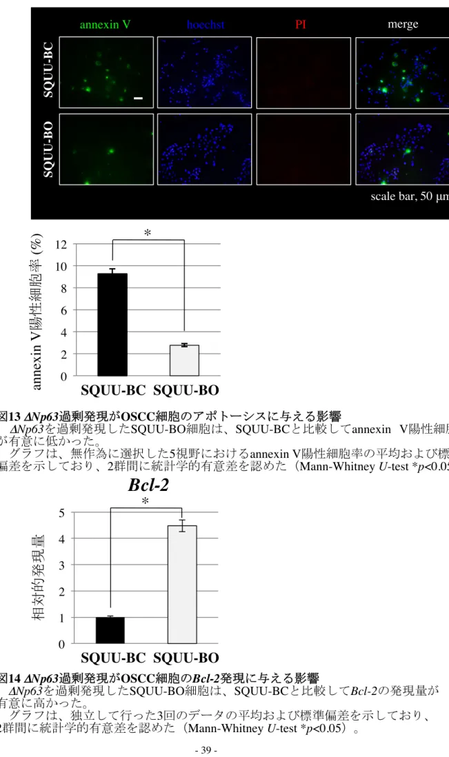 図 13 ΔNp63 過剰発現が OSCC 細胞のアポトーシスに与える影響 