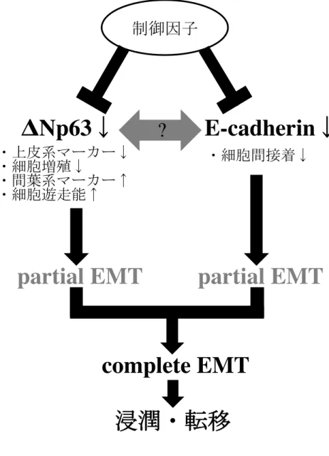 図 19  浸潤・転移における ΔNp63 を介した EMT の関与 