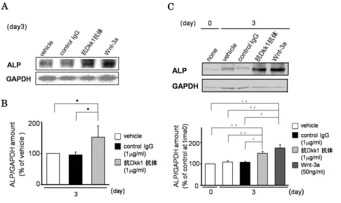 図 3  抗 Dkk1 抗体の ALP 発現に対する影響 