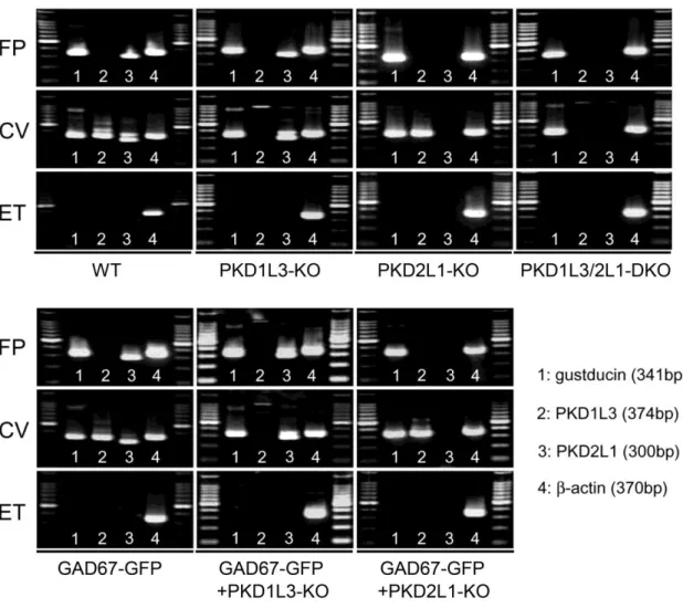 図 2 RT-PCR による KO マウスにおける PKD1L3、PKD2L1 の mRNA 発現解析  WT マウス、GAD-GFP マウスでは PKD2L1 は有郭乳頭味細胞と茸状乳頭味細胞の両 方で発現が見られたが、 PKD1L3 は茸状乳頭味細胞では発現が見られず有郭乳頭味細胞 のみで発現が見られた。また、PKD1L3-KO マウスと GAD67-GFP+PKD1L3-KO マウス では、茸状・有郭乳頭味細胞で PKD1L3 の発現が見られず、PKD2L1-KO マウスと GAD67-GFP+PKD