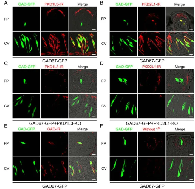 図 3  免疫組織化学的手法による KO マウスにおける PKD1L3、 PKD2L1、 GAD67 のタン パク質発現解析  A.  GAD67-GFP マウスにおける PKD1L3 の発現解析の結果。  GAD67-GFP マウスにおいて、 PKD1L3 は茸状乳頭では GAD67-GFP 発現細胞との共 発現が見られず、有郭乳頭では GAD67-GFP 発現細胞との共発現が見られた。  B