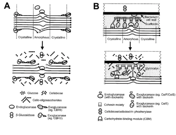 FIGURE 1-1 Schematic representation of the hydrolysis of amorphous and  microcrystalline cellulose by noncomplexed (A) and complexed (B)  cellulase systems