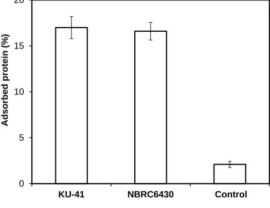 FIGURE 3-2 Initial adsorption capacity of cellulase onto corn stover after pretreatment 