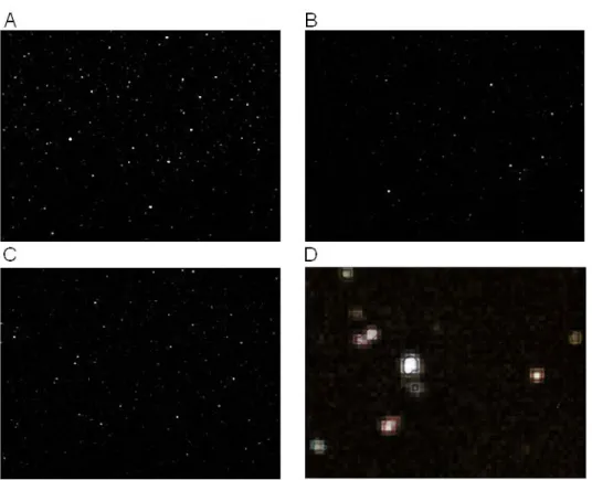 Figure 2. Fluorescent spots observed under TIRF microscopy 