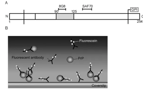 Figure 4. Schematic protein sequence 