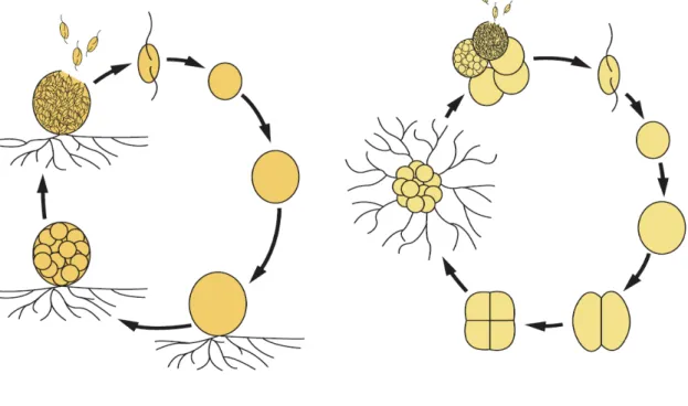 Fig. gi-1. Life cycles of Thraustochytrium and Aurantiochytrium. 