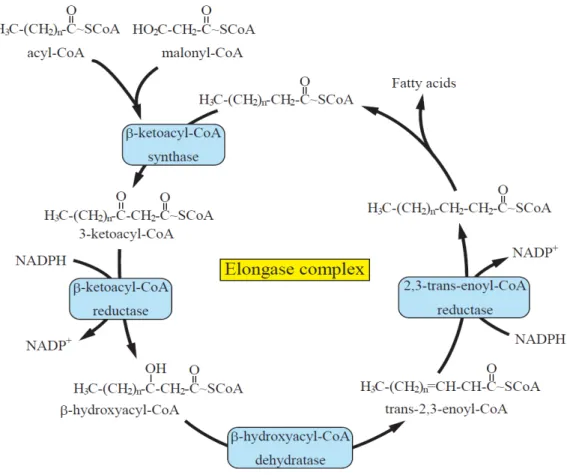Fig. gi-6. Schematic diagram of the fatty acid elongation system. 