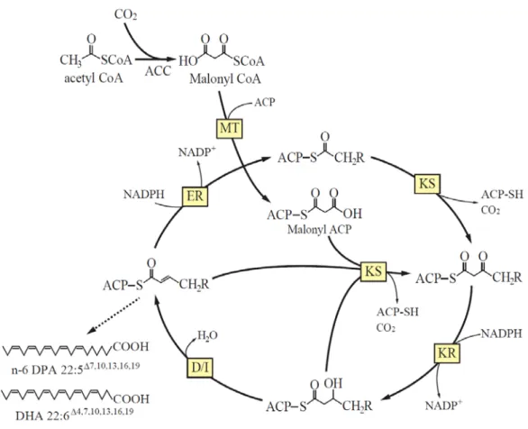 Fig. gi-7. Predicted PUFA biosynthesis in the PUFA synthase pathway. 