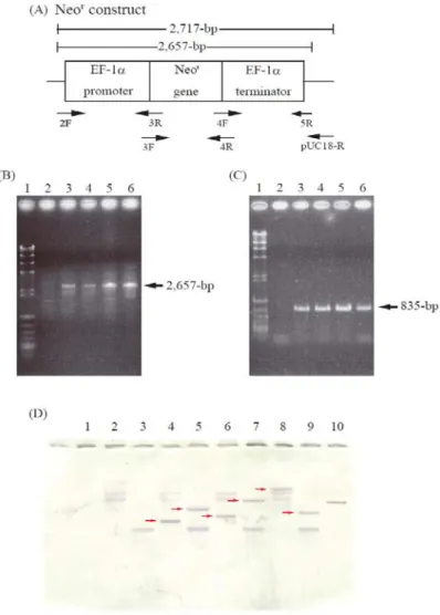 Fig. 1-1. Molecular characterization of transformants. 