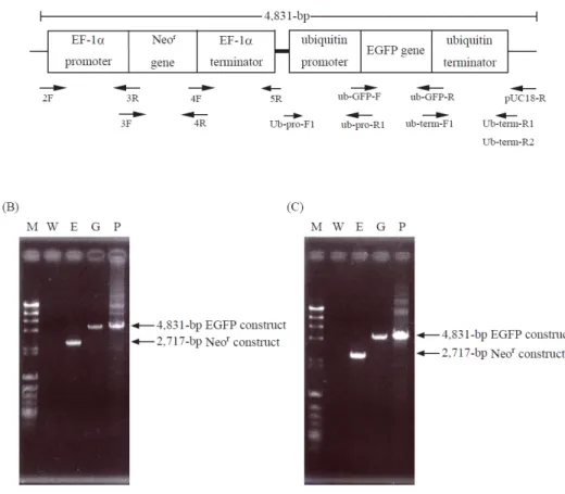 Fig. 1-2. Genomic PCR of transformants harboring EGFP gene. 