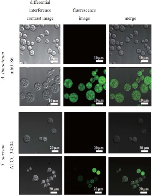 Fig. 1-3. Detection of EGFP-derived fluorescence in transformants. 