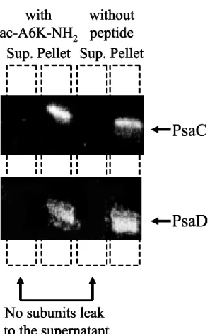 Figure 2.  Western blot immunodetection of the PsaC and PsaD subunits of the PS-I  complex