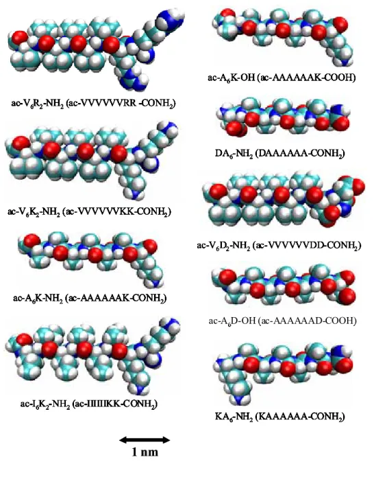 Figure 5. Molecular modeling of peptide surfactants. The bar indicates one nm. Each  peptide is ca