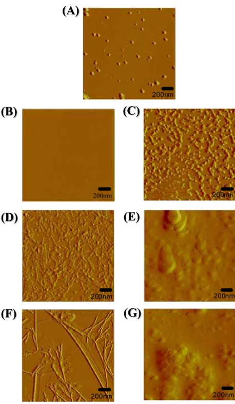 Figure 7. Tapping mode AFM images of PS-I stabilized by the ac-A 6 K-NH 2  peptide  surfactant and by the commonly used commercial detergents DDM