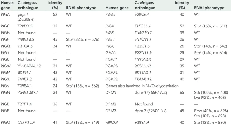 TABLE 1:  Genes involved in GPI-anchor synthesis in C. elegans.