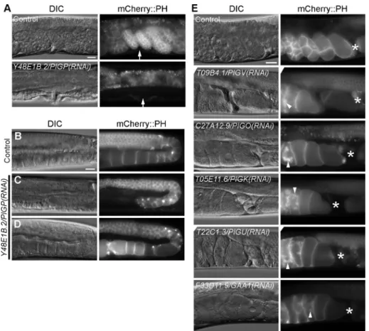FIGURE 3:  RNAi-mediated knockdown of genes involved in GPI-anchor synthesis results in  severe germline phenotypes