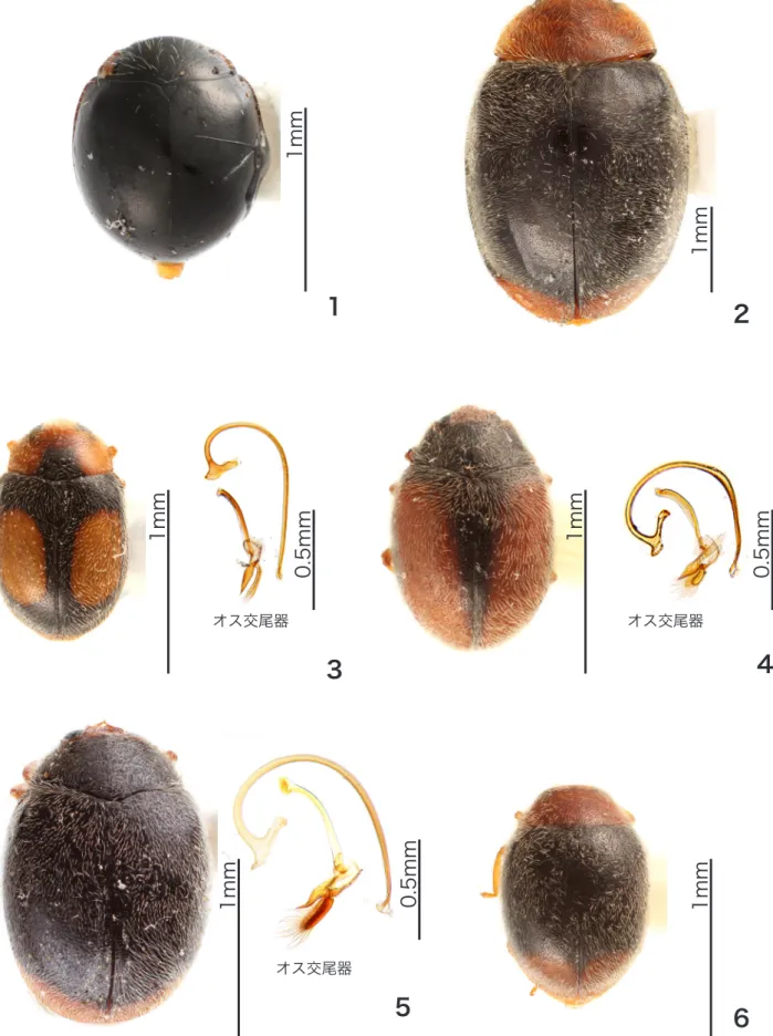 図 1-6.　標本写真；1：クロツヤテントウ Serangium punctum Miyatake, 1963 ；2：ツマアカオオヒメテントウ Cryptolaemus montrouzieri Mulsant, 1853 ；3：セスジヒメテントウ Nephus patagiatus (Lewis, 1896) ；4： クロヘリヒ メテントウ  Scymnus (Neopullus) hoffmanni Waise, 1879 ；5：コクロヒメテントウ  Scymnus (Pullus) posticali