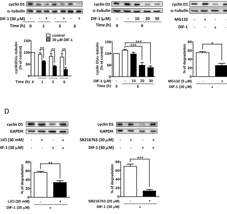 図 2 ヒト由来大腸がん細胞株において DIF-1 は cyclin D1 のタンパク質分解を誘導する （ A ）経時的変化。 HCT-116 細胞を表示された時間 DIF-1 （ 30  µM ）で刺激した。（ B ）濃度依存性。  HCT-116 細胞を様々な濃度の DIF-1 で 6 時間刺激した。（ C ）プロテアソーム阻害剤 MG132 の効果。 HCT-116 細胞 を MG132 で 1 時間前処置後、 DIF-1 （ 30 µM ）で 6 時間刺激した。（ D ） HCT-116 細胞を 3