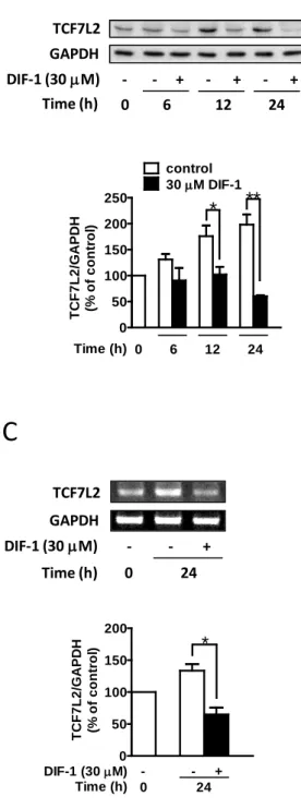 図 7 DLD-1 細胞における TCF7L2 の発現に対する DIF-1 の効果