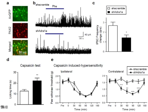 Fig. 3  ノルアドレナリン （ NA ） による sIPSC  の増強は α 1 A -AR を介する 