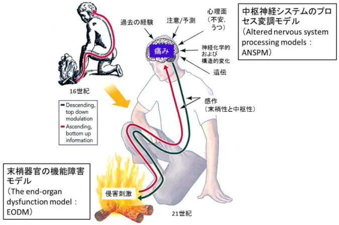 図 1.  慢性疼痛モデルの概念図（ Bingel U et al., 2008 31 ） より引用改変） よると，研究により測定方法に違いはあるものの，うつ症状保有者における疼痛の有訴率は 平均 65% （範囲 15-100% ）と高いことが報告されている．一方，疼痛有訴者におけるうつ症 状の保有率も，平均 41.3% （範囲 1.5-100% ）と高いことが報告されている．慢性疼痛とうつ 症状との有意な関連性を示す報告は多い 34) ．多関節（腰痛，頭痛，腹痛，胸痛および顔面痛 など）の疼痛有訴者は非有