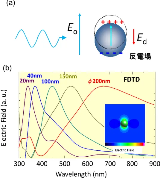 Figure  1-2  局在型表面プラズモンによる(a)微粒子内の電子の偏りを表した模式図