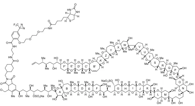 Figure 1-2-1. Photoaffinity probe derived from MTX.   