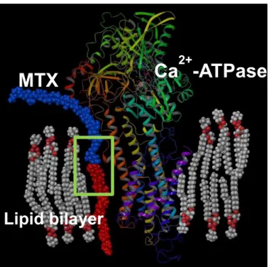 Figure 1-4-2. Hypothesis of behavior of MTX in interaction with membrane proteins. 