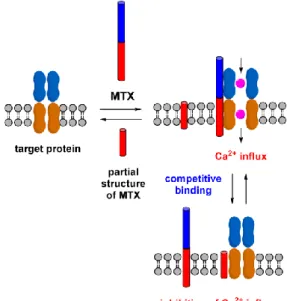Figure  1-5-1.  Hypothetical  scheme  for  the  inhibition  of  MTX-induced  Ca 2+   influx  activity by partial structures corresponding to the hydrophobic part of MTX