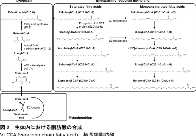 図 2   生体内における脂肪酸の合成 