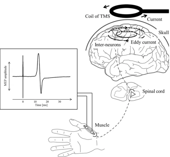 Figure 1.4 Applying TMS and Inducing Motor evoked potential (MEP). When TMS is  applied over a subject’s motor cortex, corticospinal neurons are activated, eliciting a  descending volley to targeted muscles after 20 ms applying TMS