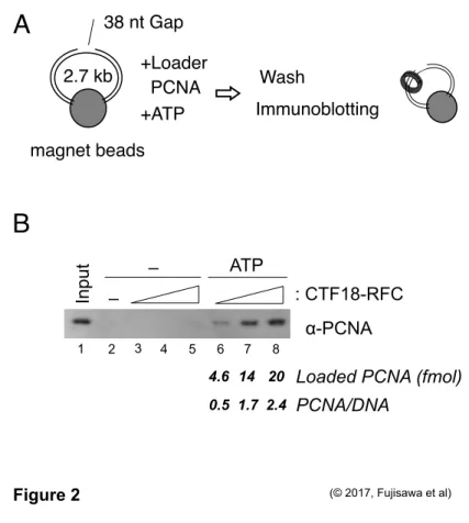 Figure 2  1  2  3  4  5  6  7  8 Input   – ATP  –  α-PCNA  : CTF18-RFC A magnet beads 　  38 nt Gap　  2.7 kb　   +Loader  PCNA +ATP  Wash Immunoblotting B