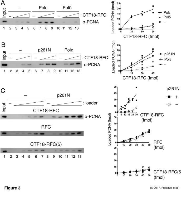 Figure 3 B Input –   p261N  Polε α-PCNA : CTF18-RFC 1 2  3  4 5 6 7 8 9  10   11 12 13 –––C CTF18-RFC CTF18-RFC(5) α-PCNA   　Input RFC p261N  –  –– : loader 1 2 3 4 5 6 7　　 8  9   10    11 12 13  CTF18-RFC (fmol) RFC (fmol)  CTF18-RFC(5) (fmol) 