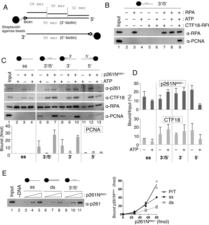 Figure 70 10 20 30 40  : p261N exo–       α-CTF18α-p261  Input: ATP    ++++α-RPAα-PCNA++++++++++++1 2 3 4 5 6 7 8 9 10 11 12  13   C    3ʹ 5ʹ  3ʹ/5ʹ3ʹ5ʹss– – ––– – ––403020100 PCNABound (fmol) 3ʹ/5ʹ 3ʹ5ʹss 5ʹ3ʹ Biotin Streptavidin agarose beads A90 mer (5′