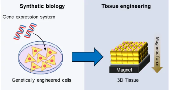 Fig. 1 A research strategy for combination of synthetic biology and tissue engineering