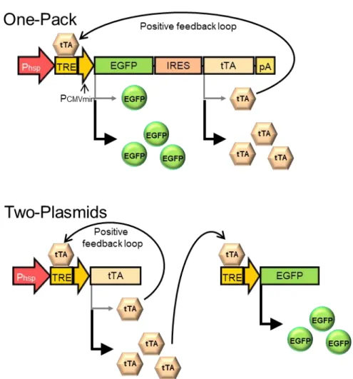 Fig. 2 Schematic drawing of the transgene expression strategy for heat-inducible transgene expression  with  transcriptional  positive  feedback  loop