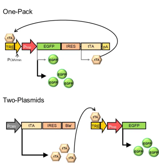 Fig. 3 Schematic drawing of the transgene expression strategy for heat-inducible transgene expression  without transcriptional positive feedback loop