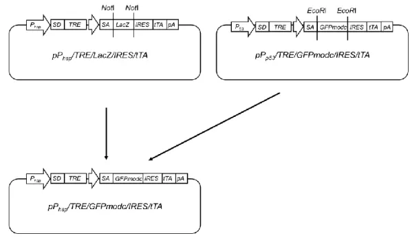 Fig. 4 Flowchart for the construction of pPhsp/ TRE/GFPmodc/IRES/tTA plasmid. 