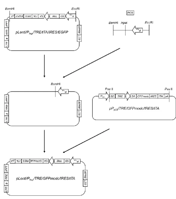 Fig. 5 Flowchart for the construction of pLenti/Phsp/TRE/GFPmodc/IRES/tTA plasmid. 