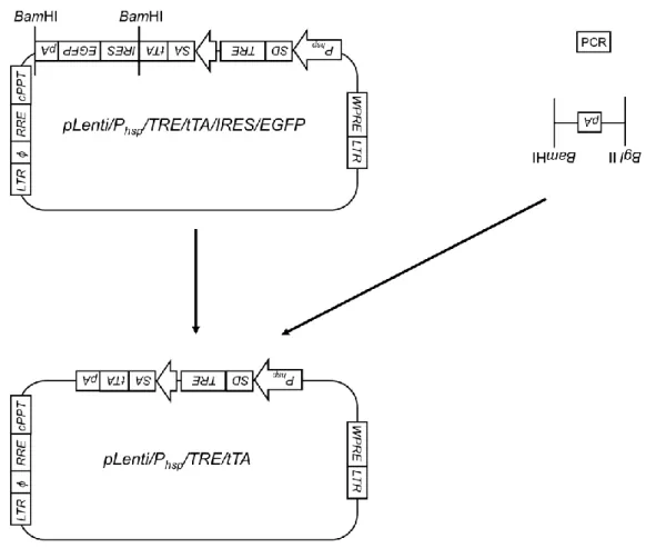 Fig. 6 Flowchart for the construction of pLenti/Phsp/TRE/tTA plasmid. 