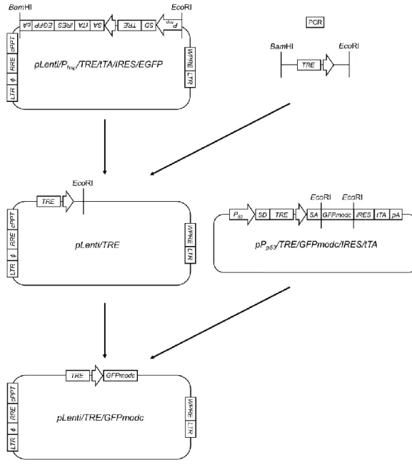Fig. 7 Flowchart for the construction of pLenti/TRE/GFPmodc plasmid. 