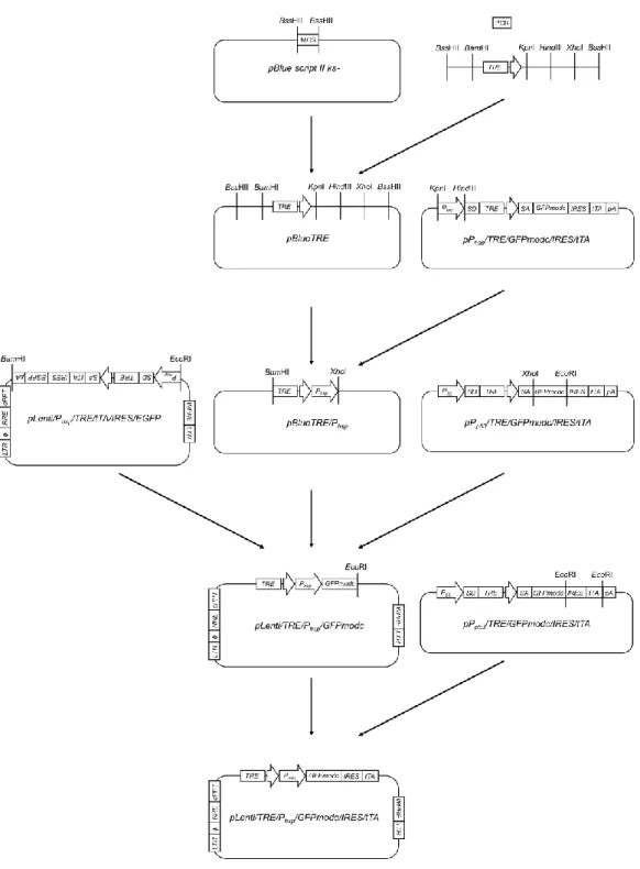 Fig. 8 Flowchart for the construction of pLenti/TRE/Phsp/GFPmodc/IRES/tTA plasmid. 