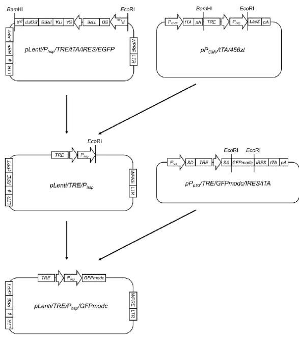 Fig. 10 Flowchart for the construction of pLenti//TRE/Phsp/GFPmodc plasmid. 