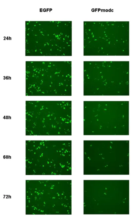 Fig. 11 Fluorescent images. Left; time course images of EGFP expressing HeLa cells. Right; time  course images of GFPmodc expressing cells