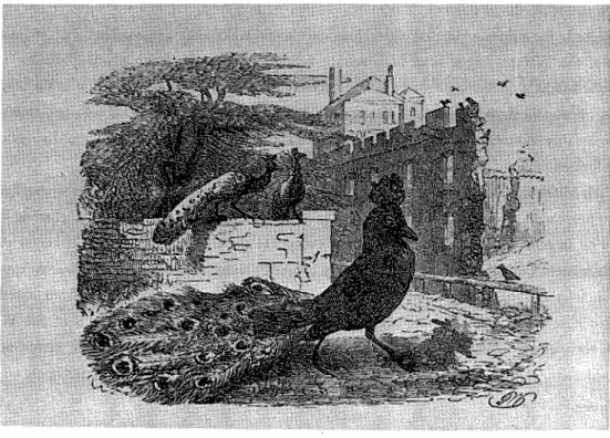 Fig.  5-b.  Fable 6:  "The Vain Jackdaw." 