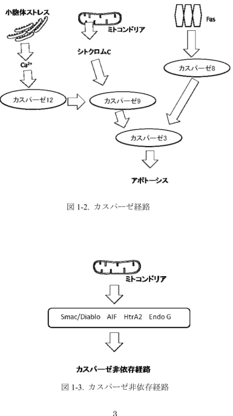 図 1-2.  カスパーゼ経路