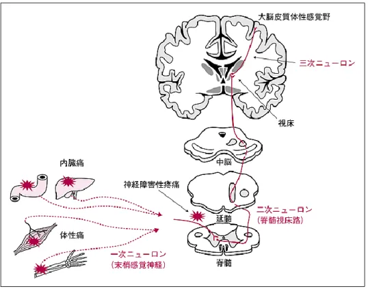 図 11 感覚神経の入力図（上行性神経路） 